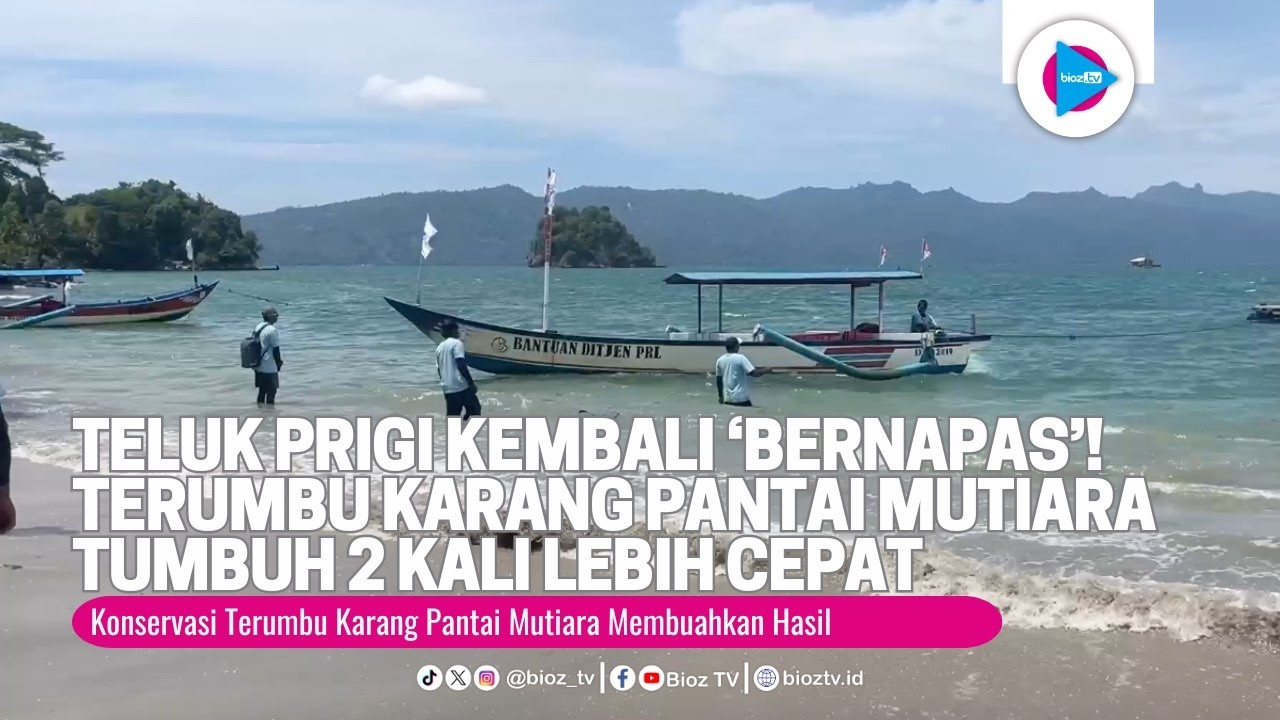 Teluk Prigi Kembali ‘Bernapas’! Terumbu Karang Pantai Mutiara Tumbuh 2 Kali Lebih Cepat dari Normal