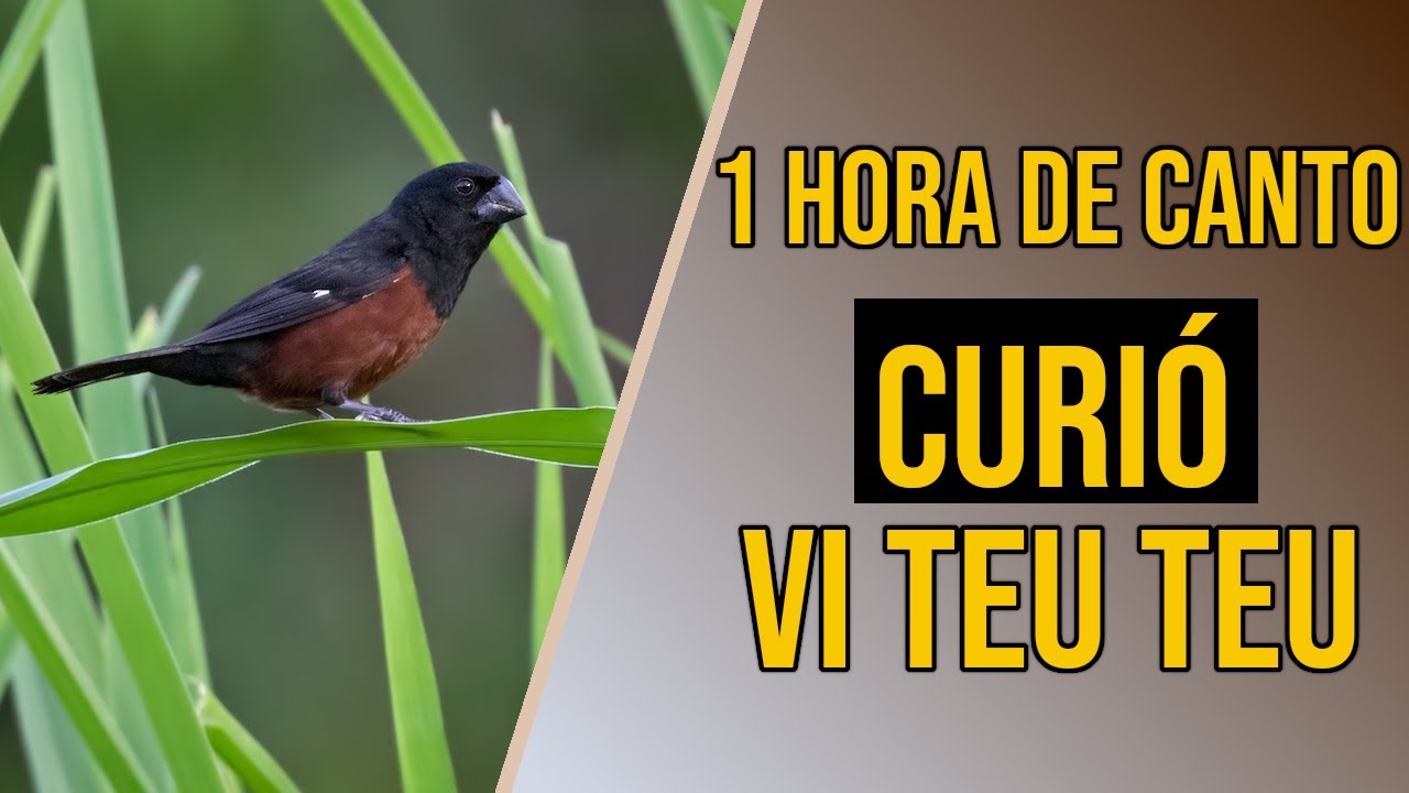 Canto curió vi teu teu