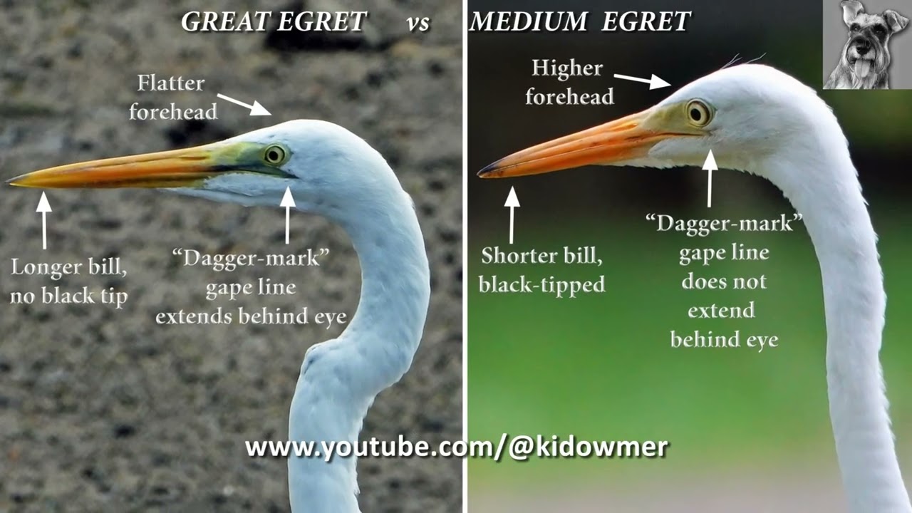 Comparing GREAT EGRET vs MEDIUM EGRET