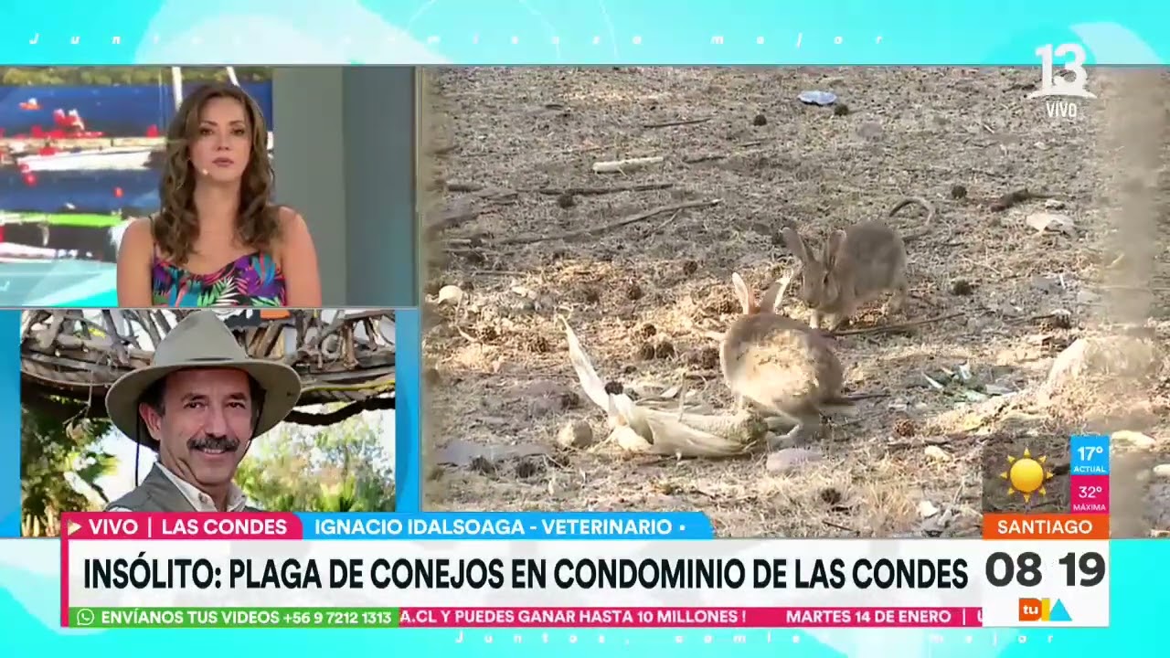 Plaga de conejos invade condominio de Las Condes: Serían más de 200 ejemplares | Tu Día | Canal 13