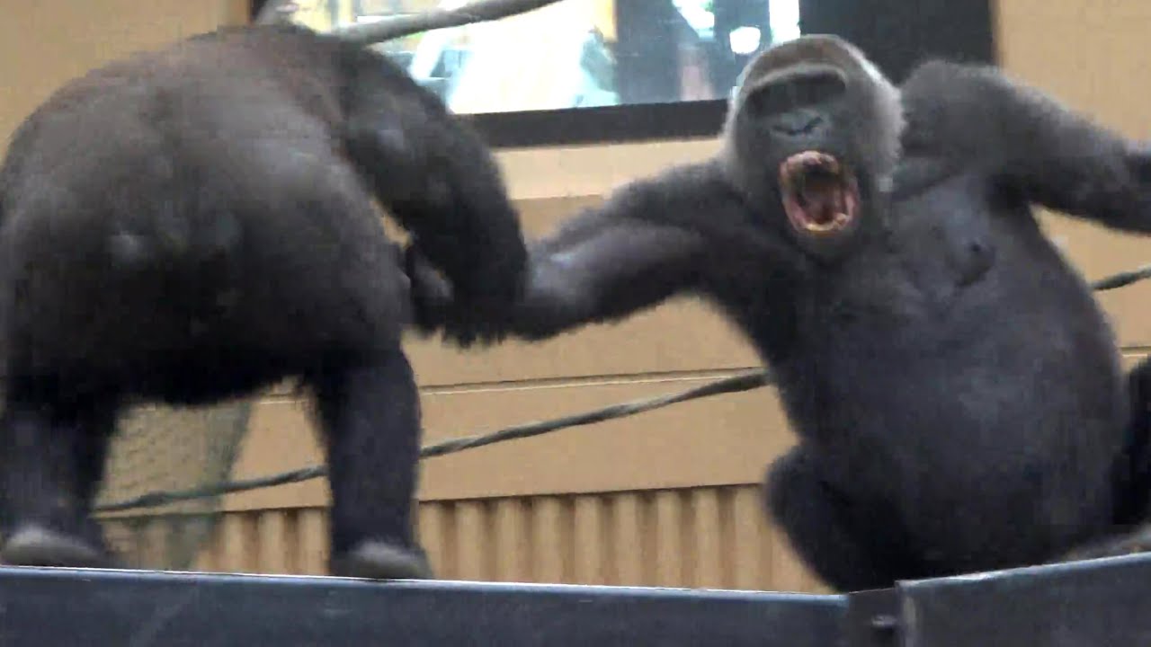 Genki is angry with Gentaro suddenly messing with her🌸激怒するゲンキ母！ゲンタロウのちょっかいが原因🌸【gorilla  ゴリラ】京都市動物園