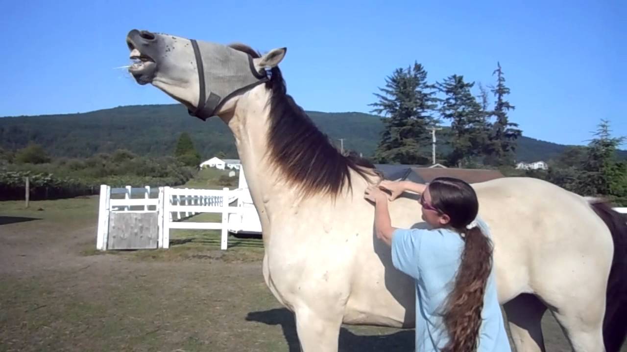 Silly horse gets scratched