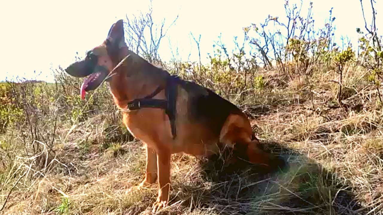 German Shepherd loves long hikes