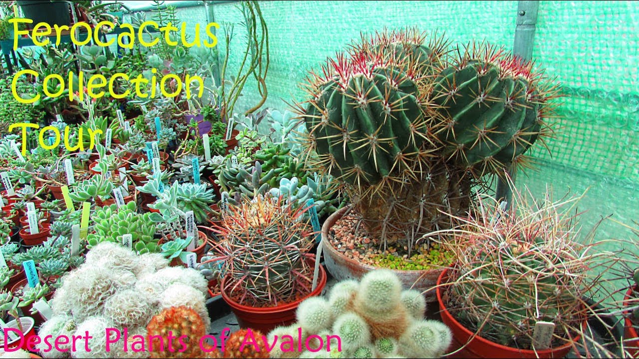 My Ferocactus Collection Tour | Cactus Collection Tour | Barrel Cactus