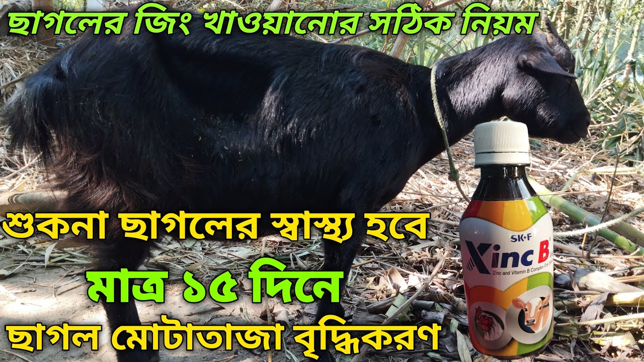 জিং ছাগলকে কেন খাওয়াতে হবে ?/এর উপকারিতা কি?/ছাগলের খাবার চাহিদা এবং স্বাস্থ্যবৃদ্ধিকরণ/goatfarm,