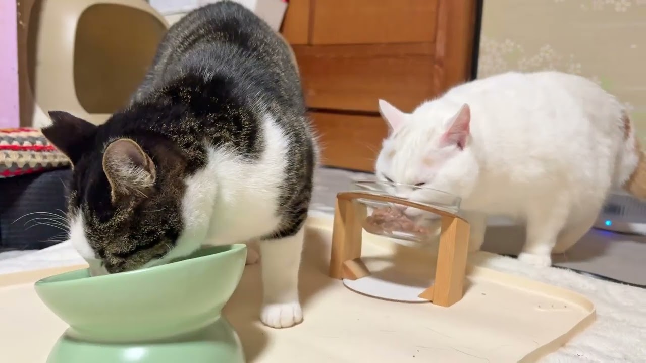 ウェットフードの夕ごはんを配膳します【26年3月6日その5】