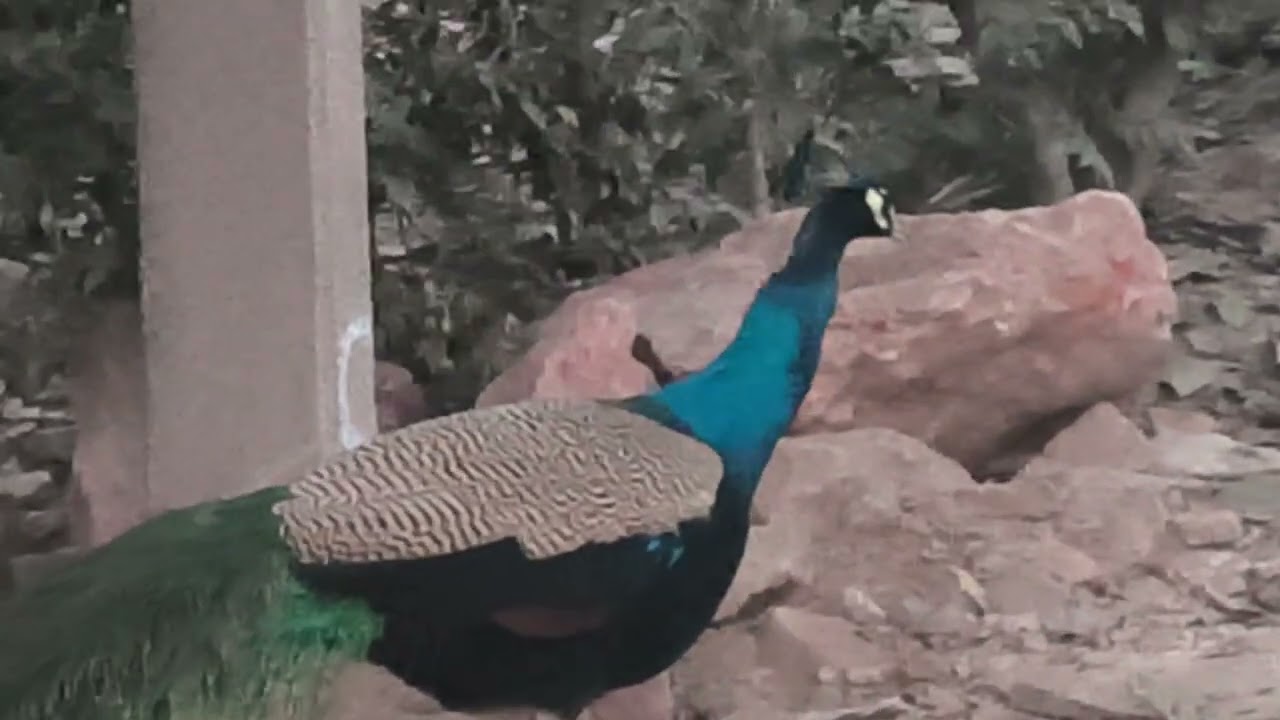 Now even the peacock has started recognizing me#viral #nature #trending #viralvideos #trendingvideo