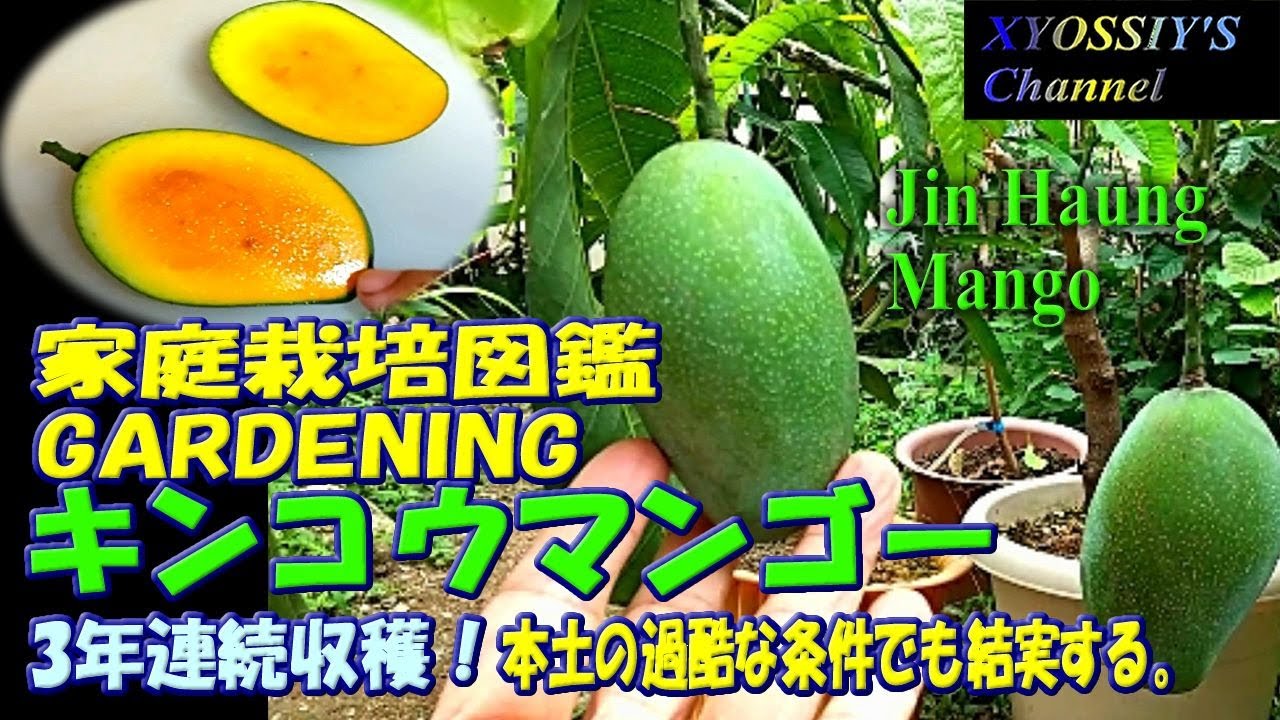 【XYOSSIYの果樹チャンネル】家庭栽培図鑑　キンコウマンゴー（家庭栽培、マンゴー栽培、金煌マンゴー）Jin Haung Mango