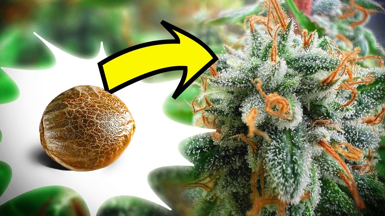 Cultiv&eacute; RESINOSAS Plantas en Indoor I Glazed de Hazzy