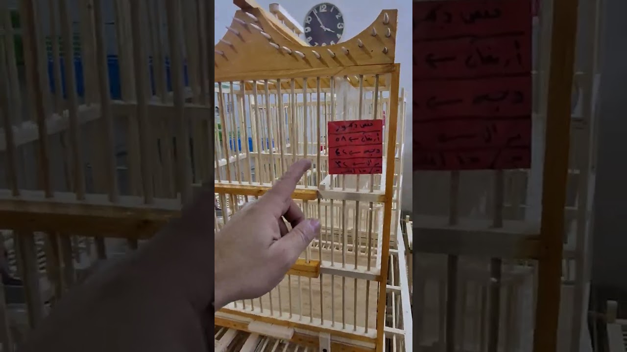 اقفاص بلابل شغل درجة اولى تفاصيل داخل المقطع تحياتي لكم 07700055113