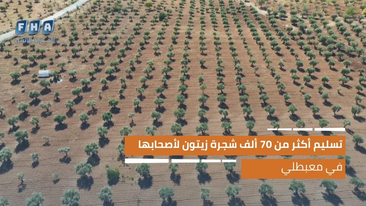 تسليم أكثر من 70 ألف شجرة زيتون لأصحابها في ناحية معبطلي بريف عفرين