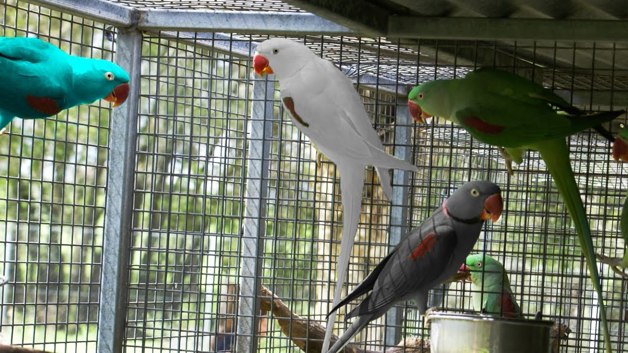 Colorful Parrots Ready for Breeding - Alexandrine Parakeet Mutations