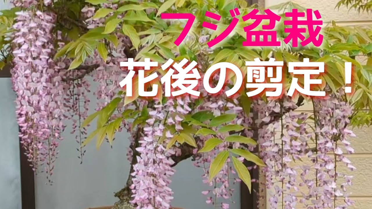 フジ盆栽 花後の剪定!
