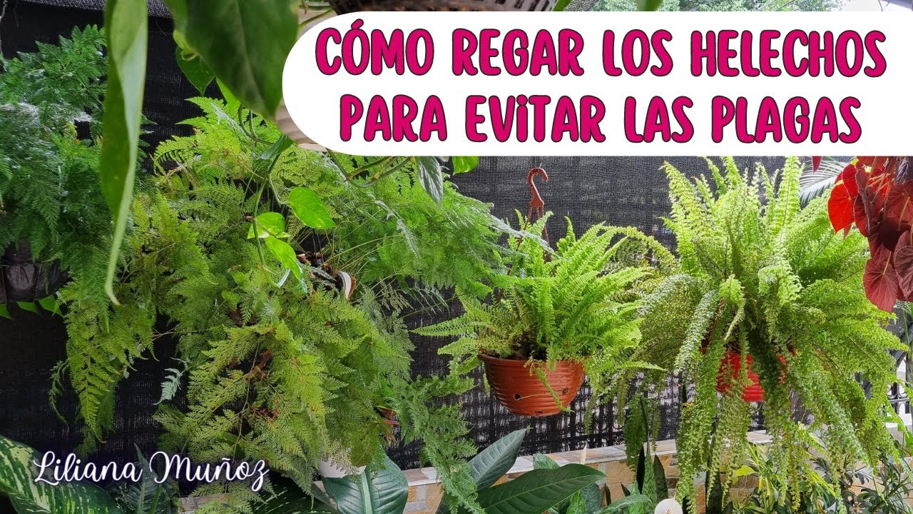 CÓMO REGAR LOS HELECHOS PARA EVITAR LAS PLAGAS/Liliana Muñoz