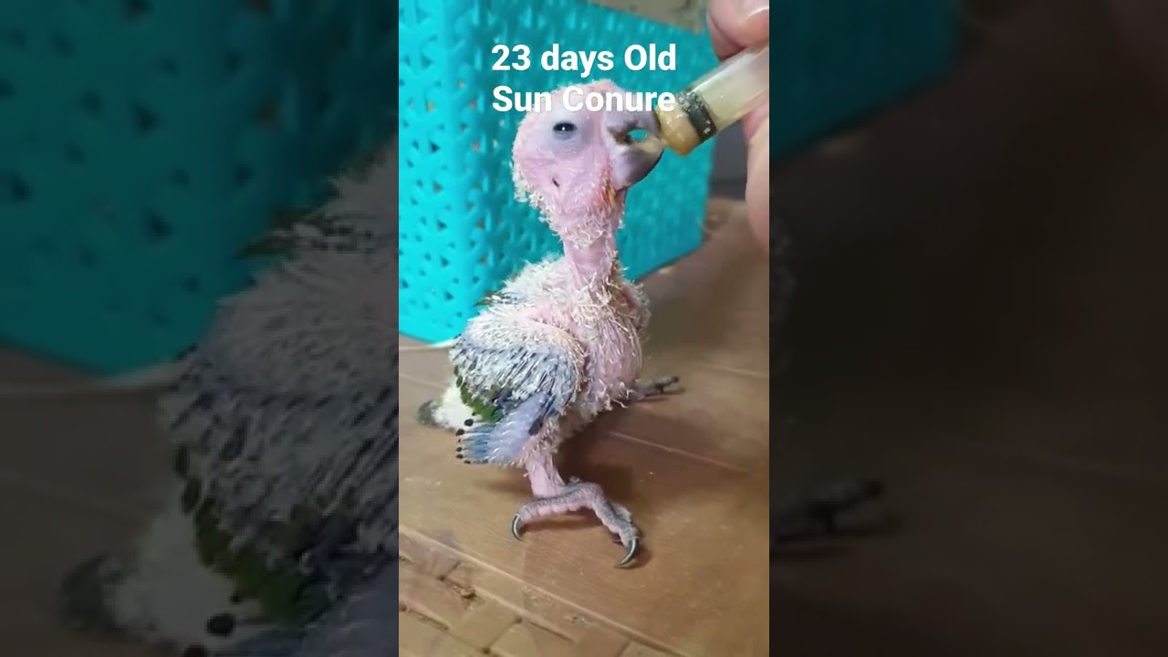 23 days Old Sun conure Hand feeding