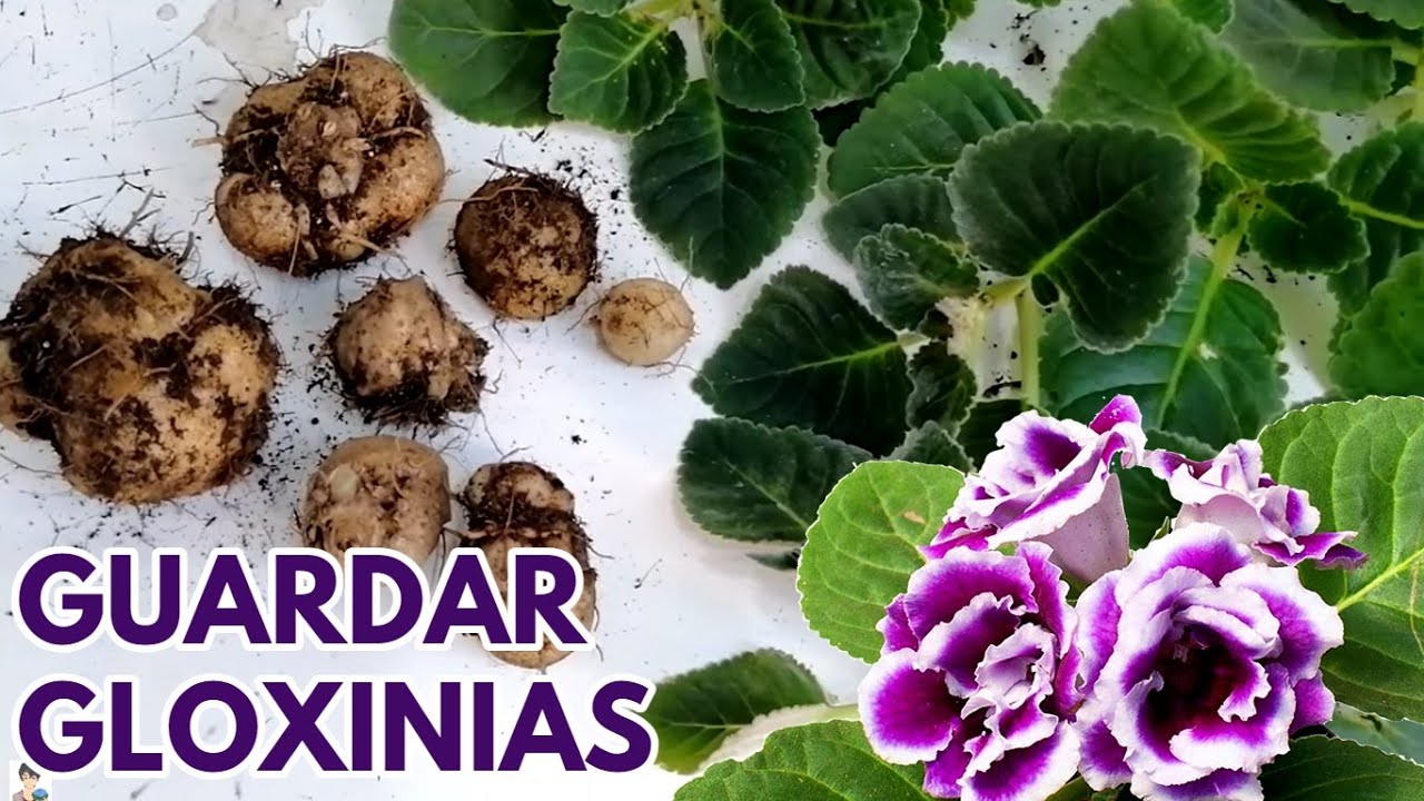 como guardar los bulbos de las gloxinias  Sinningia speciosa en invierno CHUYITO JARDINERO