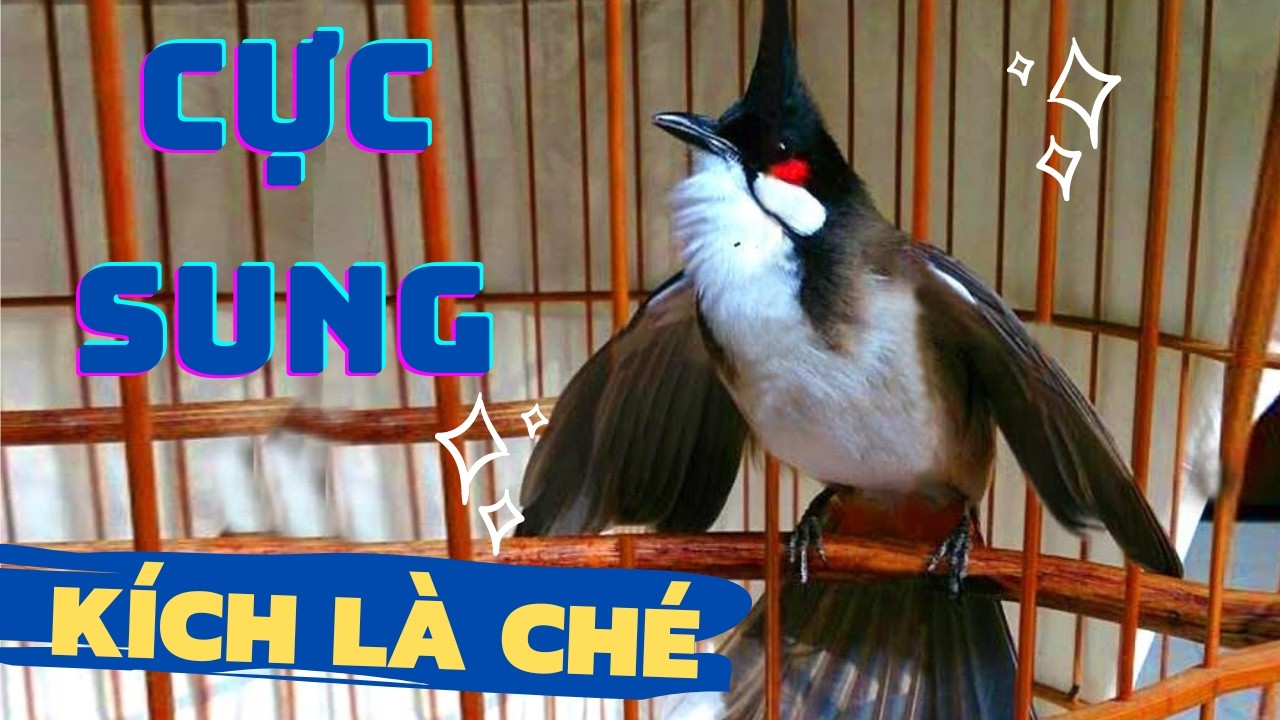Luyện ch&agrave;o m&agrave;o h&oacute;t căng lửa, QU&Aacute; HAY - CH&Eacute; K&Iacute;CH BỔI CĂNG Đ&Eacute;T, C&aacute;ch luyện ch&agrave;o m&agrave;o h&oacute;t s&aacute;ng, chao mao