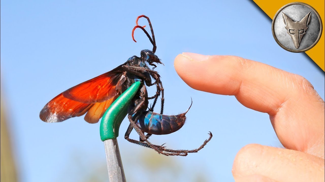 Ich wurde von einem TARANTULAFALKEN GESTOCHEN! Brave Wilderness Deutsch