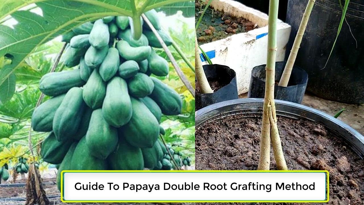 Step By Step Guide To Papaya Double Root Grafting Method