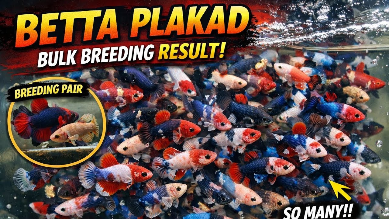  Betta fish Bulk breeding result malayalam 