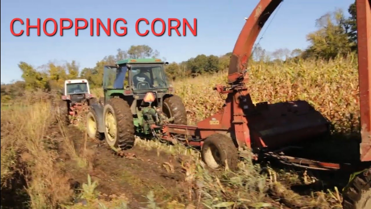 CHOPPING CORN