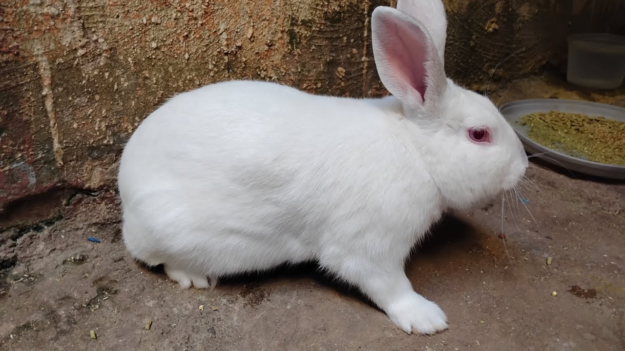 Video de mi conejo 🐇 parte 2 interesante 
