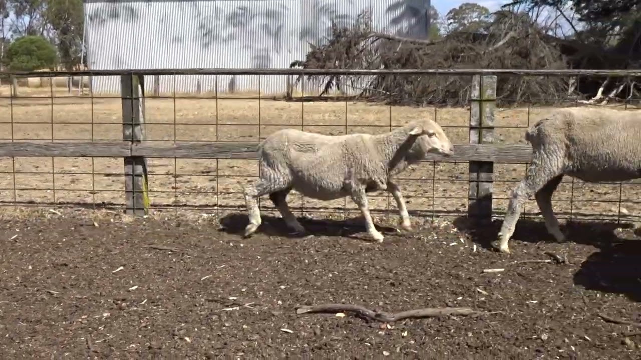 Brinkmann Wether Lambs