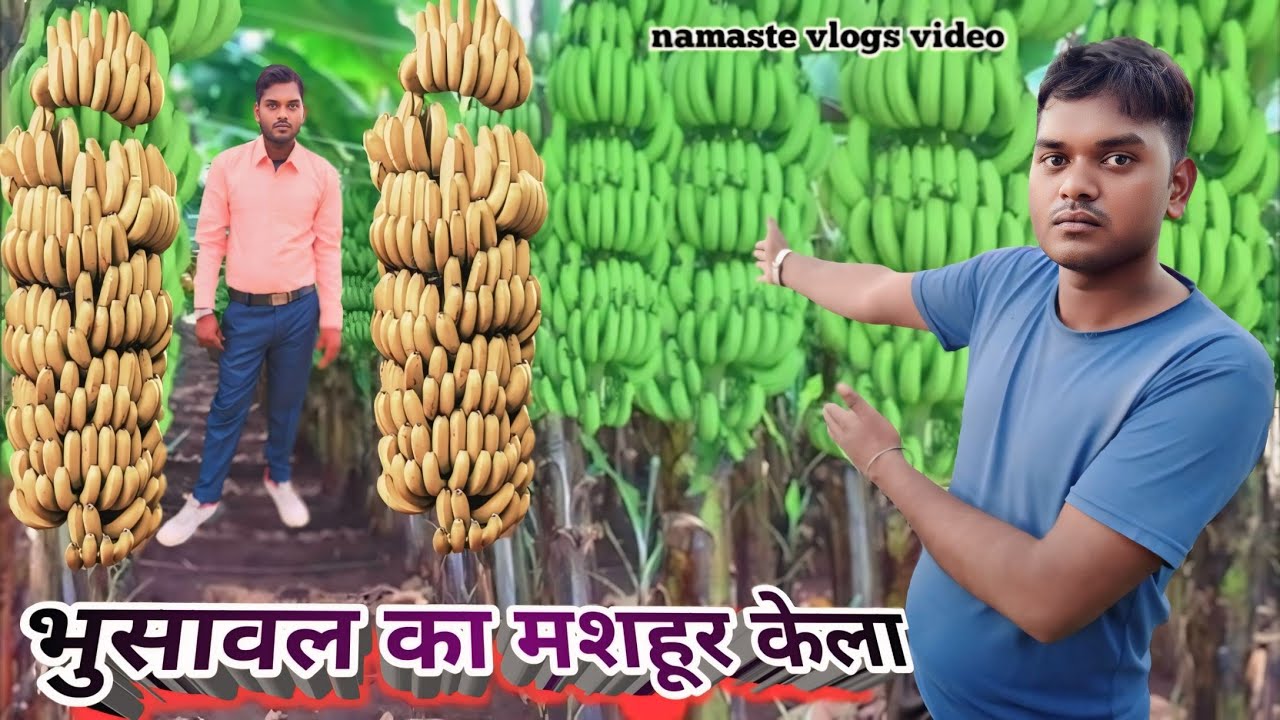 भुसावल का मशहूर केला | Bhusawal ka mashhur kela | #Bhusawal | namaste vlogs video ||