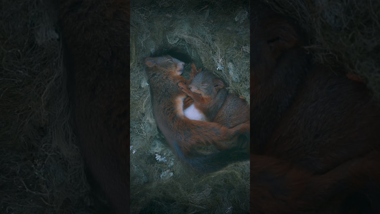 Sleepy Squirrels 💤  See my new video to see how I got this footage! #squirrel #animals #nature