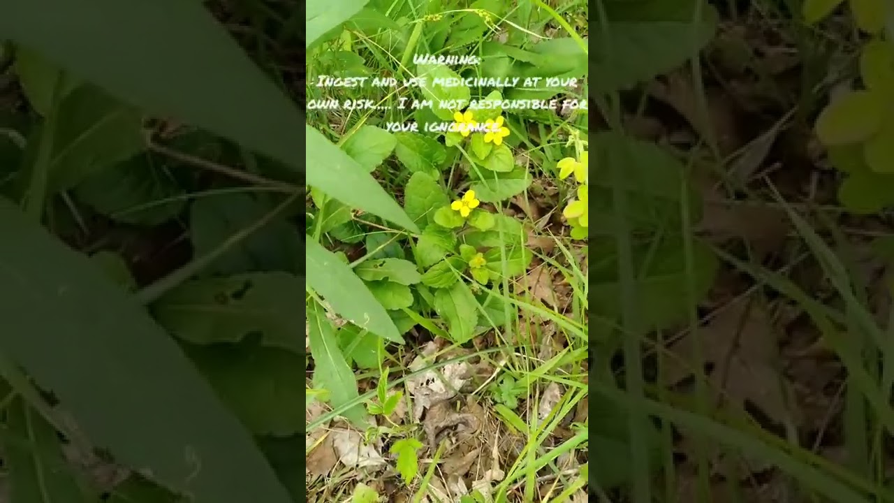 Foraging Fridays: Green and Gold