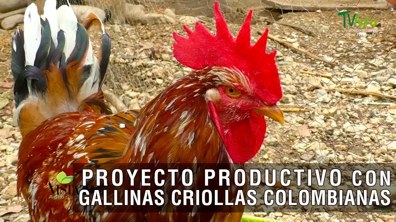 Proyecto productivo con gallinas criollas Colombianas - TvAgro por Juan Gonzalo Angel Restrepo