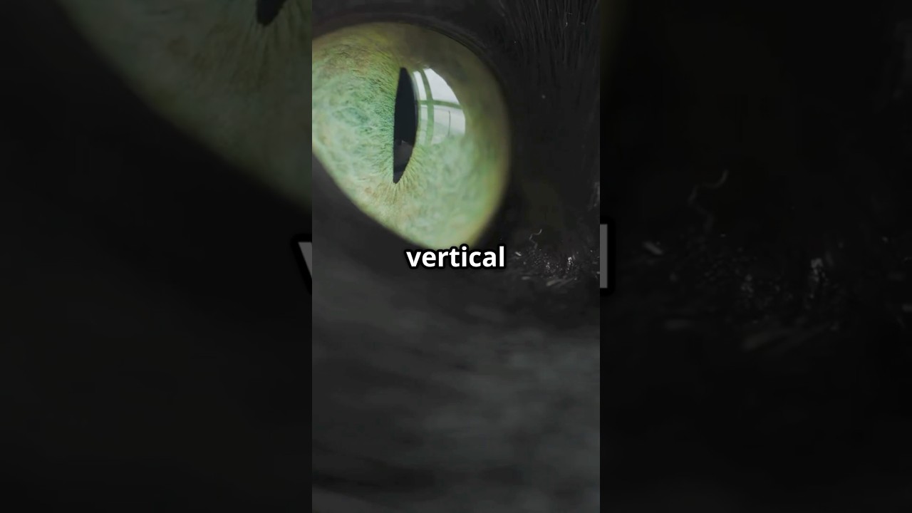 Why Cats Have Vertical Pupils - Nature's Perfect Hunting Design!