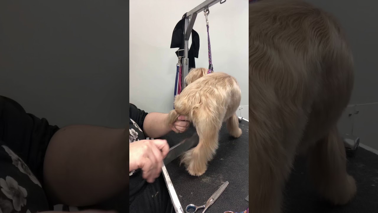Scissoring Silky Wispy hair on Legs