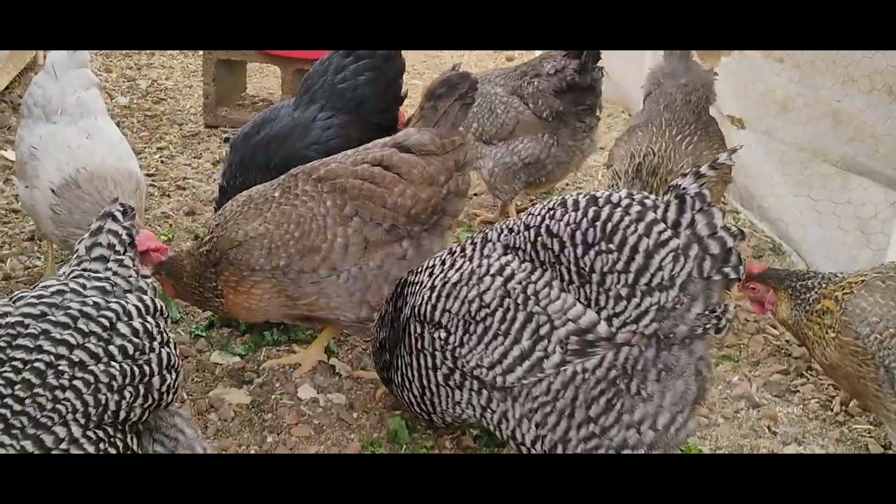 Mis chicas 🐔🐔🐔🐔🐔🐔🐔🐔🐔