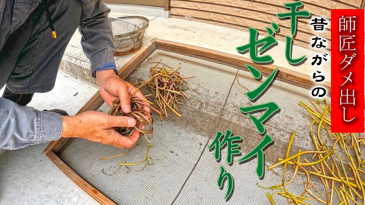 山菜の王様【干しゼンマイづくり】師匠直伝の作り方をお知らせします。
