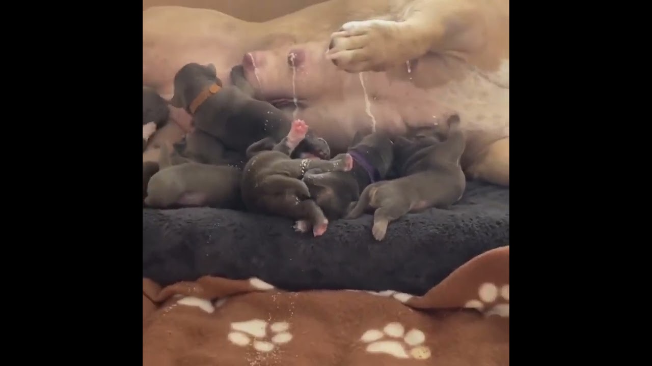 Dog&rsquo;s Milk Spills Out as Her Precious Puppies Nurse
