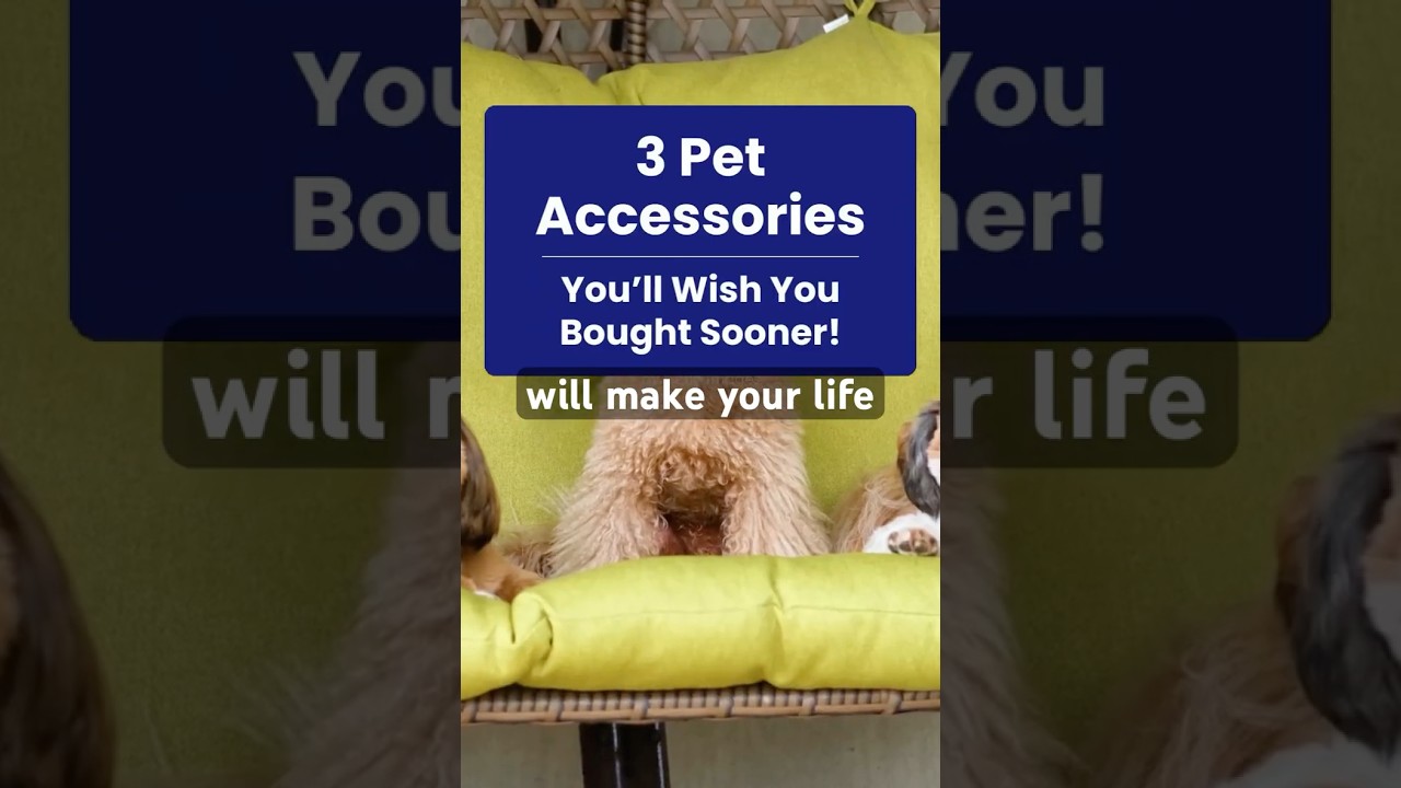 Top Pet Care Picks from Amazon: Because Fido Deserves the Best