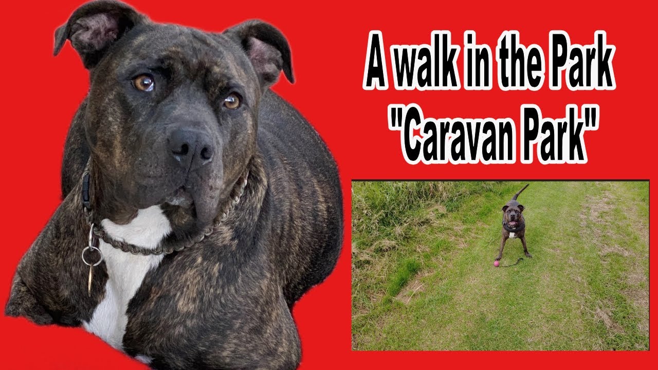 A stroll around a Lincolnshire Caravan site dog walk.