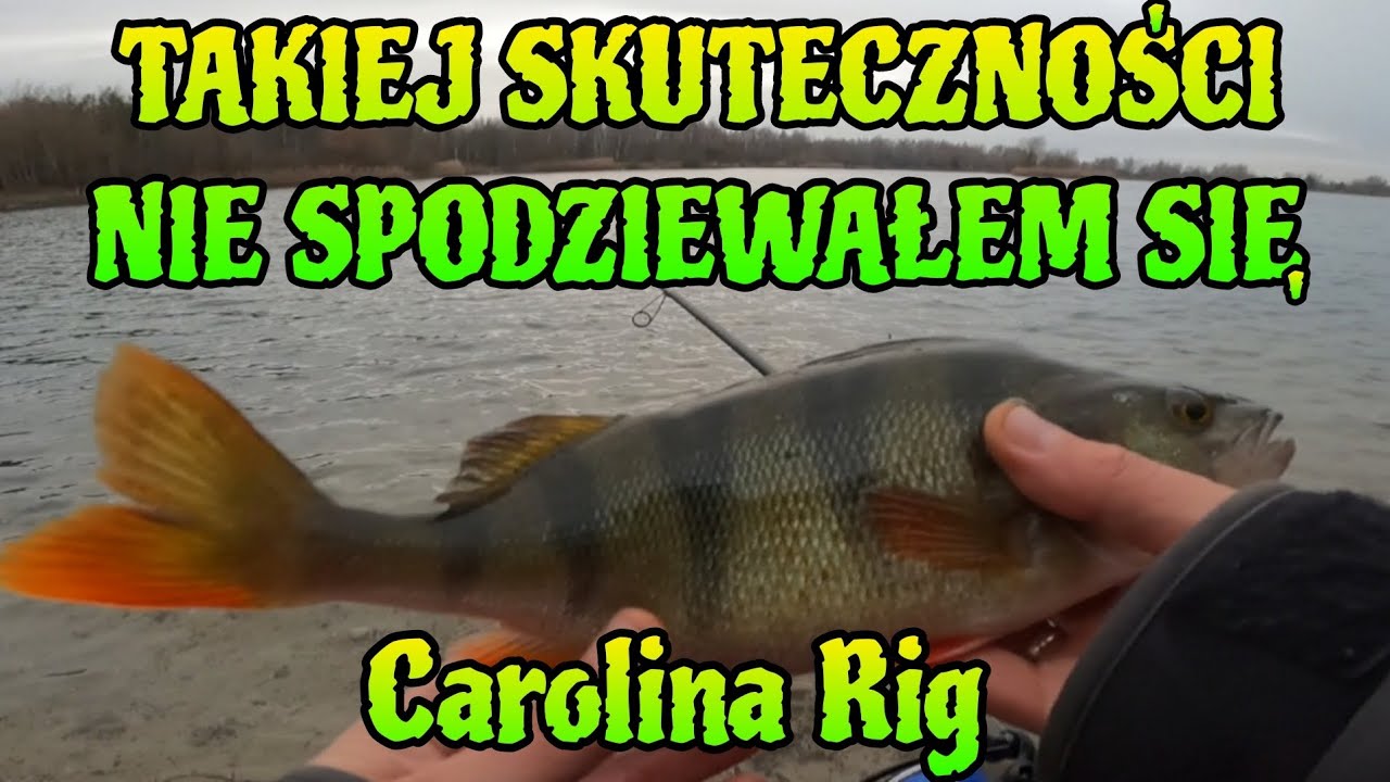 CAROLINA RIG !!!  SKUTECZNOŚĆ i EFEKTY  ZADZIWIŁA MNIE . NOWA METODA POŁOWU RYB