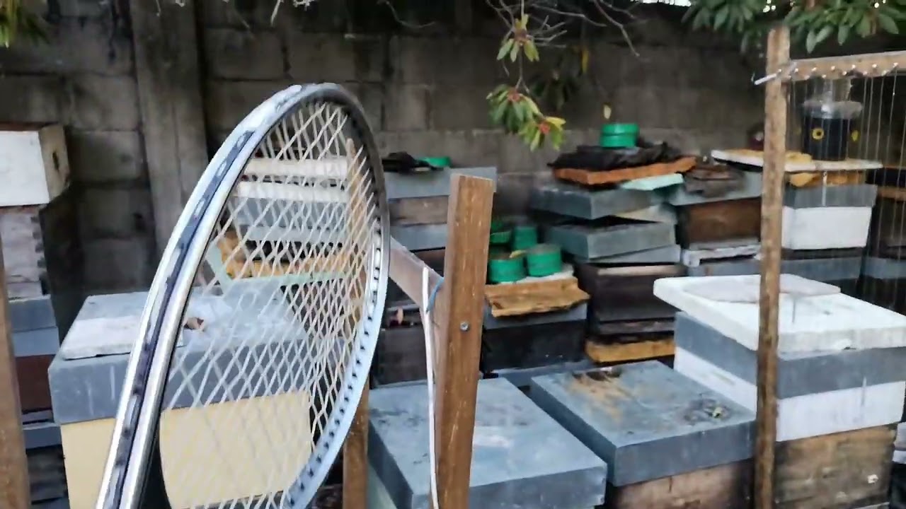 Atualização de uma semana depois de reorganizar as harpas elétricas