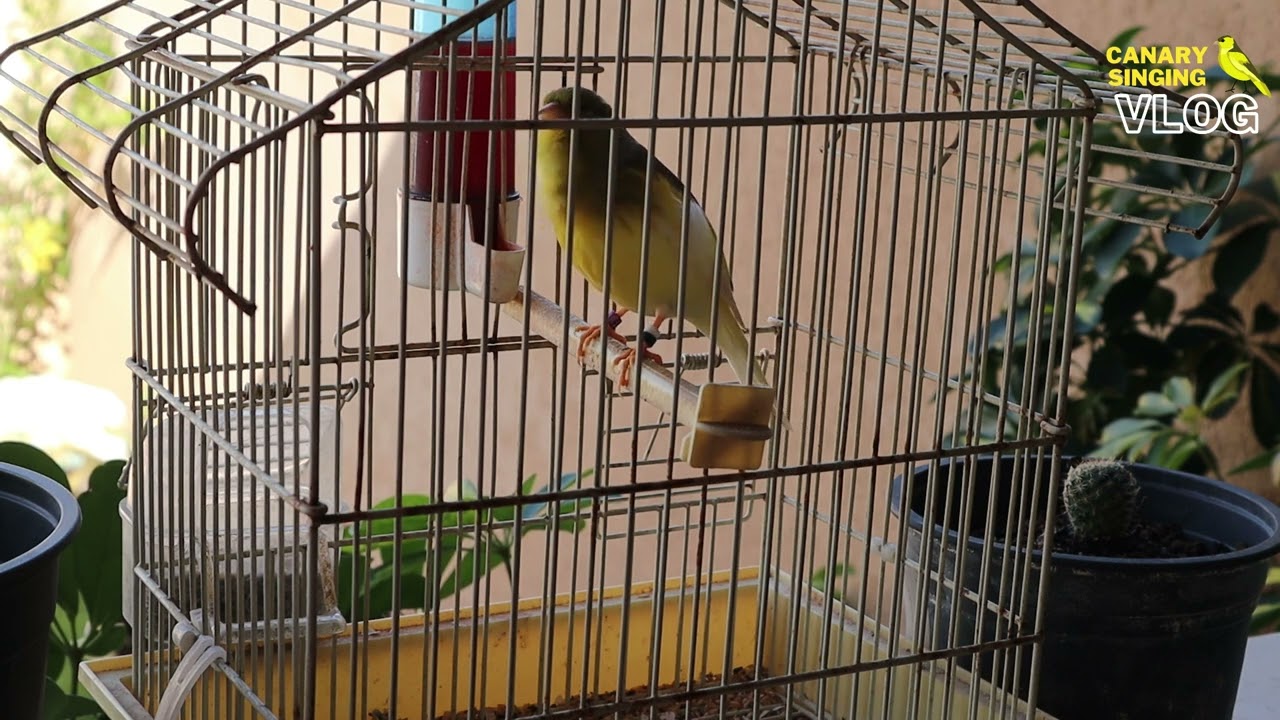 yellow canary singing - most spectacular 4k video training