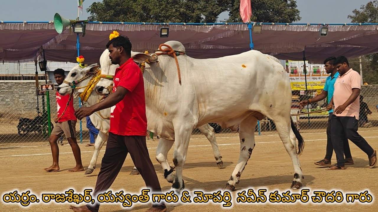 రెంటచింతల 4పళ్ళు1వ మోపర్తి నవీన్ కుమార్ Comind యర్రం రాజశేఖర్, యస్వంత్ గారు
