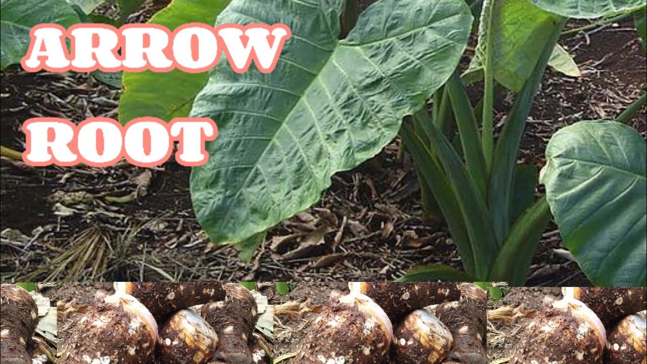 HOW TO GROW ARROW ROOT
