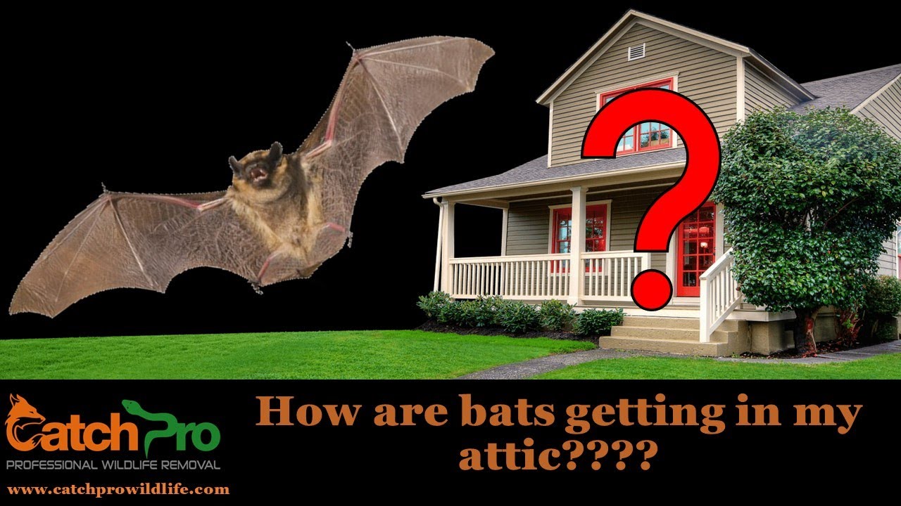 How are bats getting in my attic??? - Madison, Georgia - CatchPro Wildlife Removal