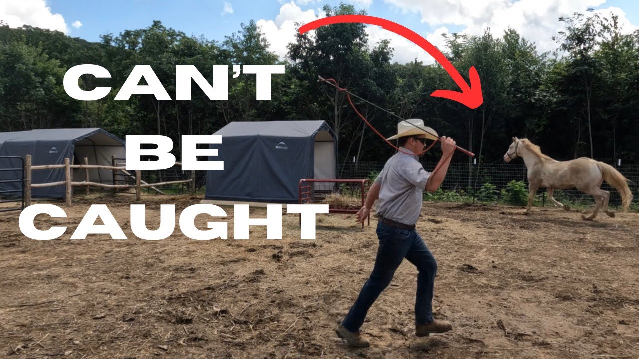 Hard To Catch Horse | How To Catch A Hard To Catch Horse | Horse Can’t Be Caught