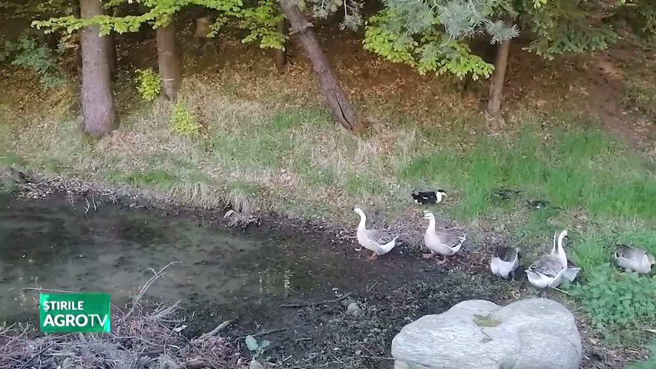 Corporatiștii se mută în Nucșoara Argeș 12 06 2023