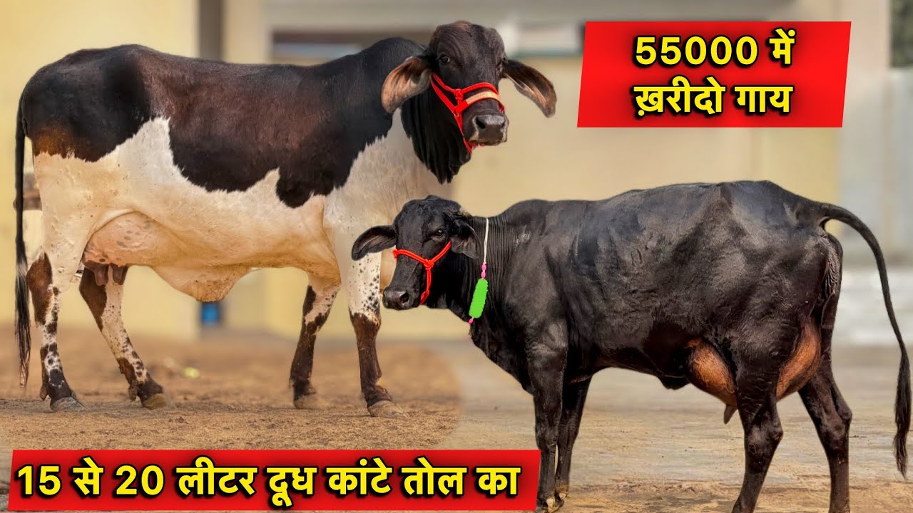 55000 से दाम शुरू,15 से 20 लीटर तक दूध कांटे तोल का,फ़ार्म पर 35 गाय बिकाऊ👌Top Cows For Sale 