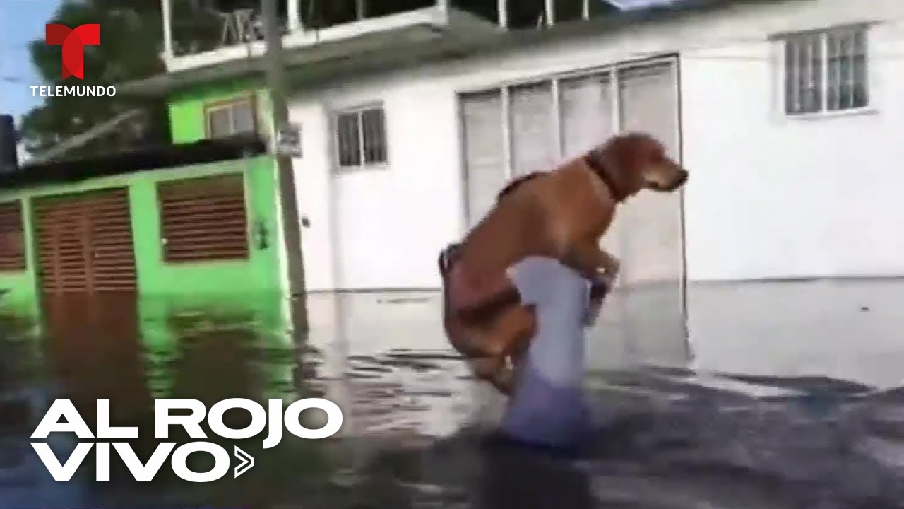 Hombre rescata a su perro de las inundaciones en México | Al Rojo Vivo | Telemundo