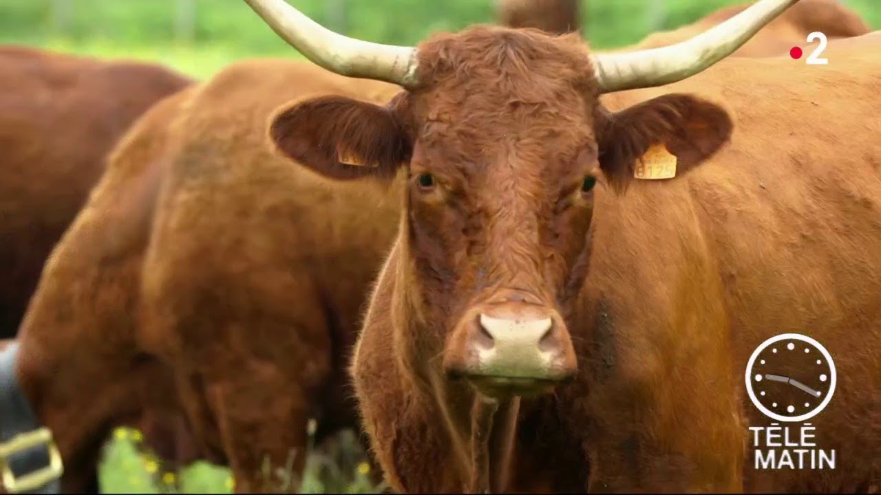 Marché - Le bonheur est dans le Cantal