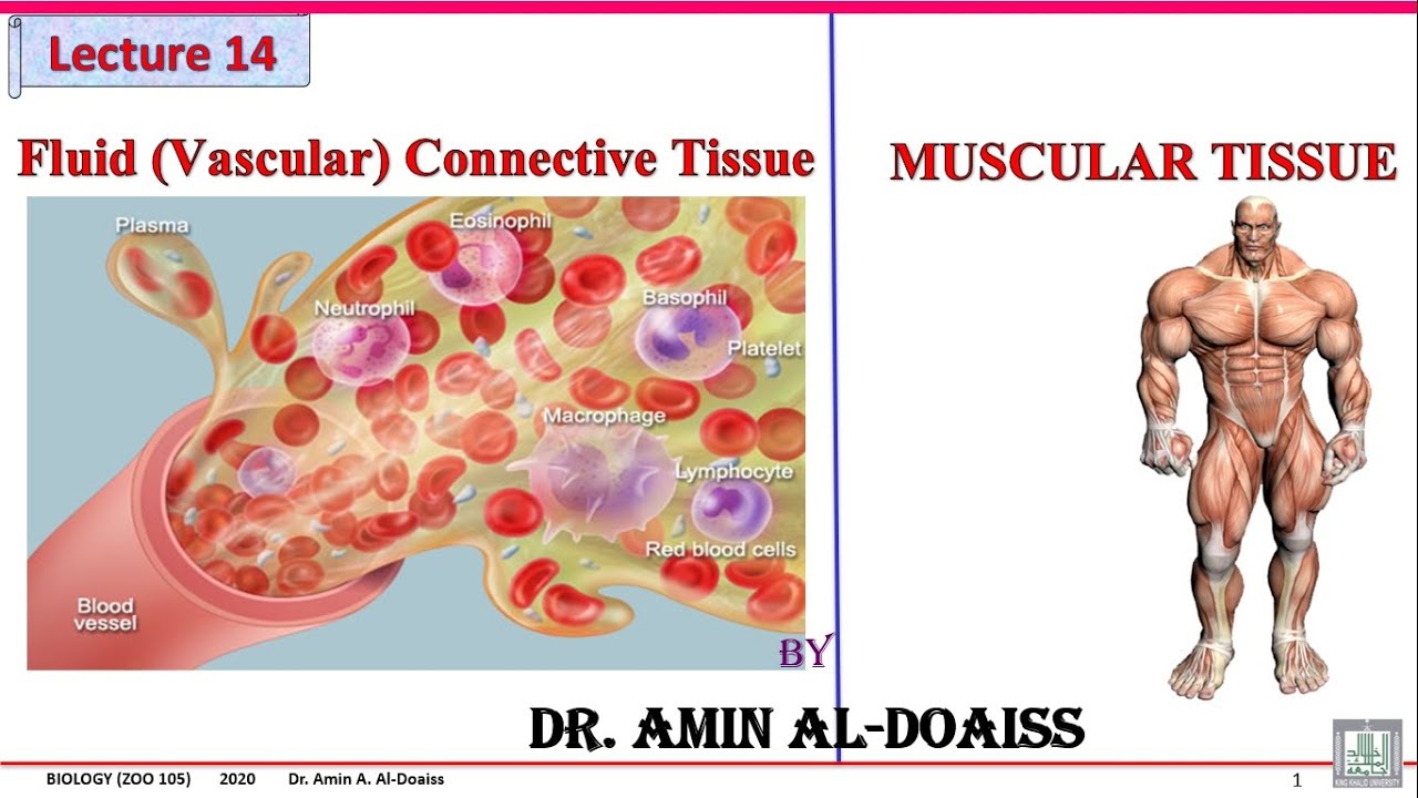 Human Biology: Lecture 14: Histology- [Vascular (Fluid) CT- Blood and Lymph]/Muscular tissue